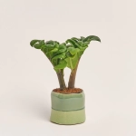 Зображення товару Заміокулькас Зензі "Евіта" в кер., артикул: 53077