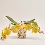 Зображення товару Фаленопсис "Тейбл" 2ст. мікс, артикул: 27475