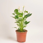 Зображення товару Антуріум мікс, артикул: 56719