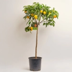 Зображення товару Цитрус Клементин, артикул: 53913