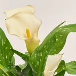 Зображення товару Зантедескія мікс, артикул: 21221