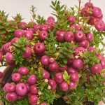 Зображення товару Гаультерія та Кашпо Сет 426, артикул: 53346