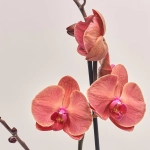 Зображення товару Фаленопсис 1ст. мікс, артикул: 49935