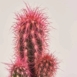 Зображення товару Кактус Рейнбов, артикул: 4578