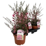 Зображення товару Лептоспермум Скопаріум, артикул: 35837