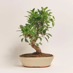 Зображення товару Бонсай в кер., артикул: 52984
