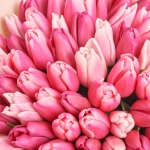 Зображення товару Букет 101 Рожевий Тюльпан Мікс F833, артикул: 56578
