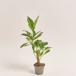 Зображення товару Кодіум Мікс, артикул: 52078