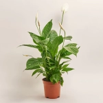 Зображення товару Спатифіллум Вівальді, артикул: 53885