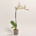 Зображення товару Фаленопсис 1ст. білий, артикул: 19719