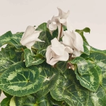 Зображення товару Цикламен XL мікс, артикул: 2671