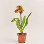 Зображення товару Пафіопеділум Америка, артикул: 13189