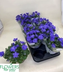 Зображення товару Кампанула синя, артикул: 56935