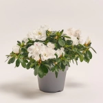 Зображення товару Азалія мікс, артикул: 25143