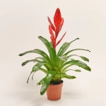 Зображення товару Врієзія Твінкл, артикул: 52399