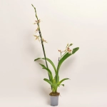 Зображення товару Орхідні мікс 2ст., артикул: 51793