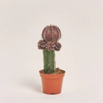 Зображення товару Гімнокаліциум мікс, артикул: 1470