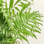Зображення товару Хамедорея Елеганс, артикул: 56849