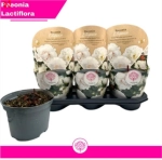 Зображення товару Півонія Лактифлора біла, артикул: 57025