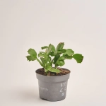 Зображення товару Шлюмбергера мікс, артикул: 1308