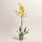 Зображення товару Фаленопсис 1ст. мікс, артикул: 18850