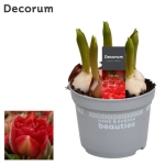 Зображення товару Тюльпан Памплона, артикул: 56227