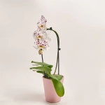 Зображення товару Фаленопсис каскад 1ст. в кер., артикул: 55608