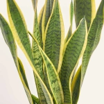 Зображення товару Сансевієрія Лауренті, артикул: 28047