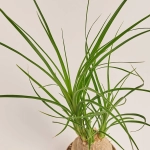 Зображення товару Ноліна Рекурвата, артикул: 53415