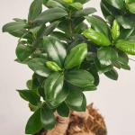 Зображення товару Фікус мікрокарпа Гінсенг, артикул: 54826