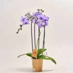 Зображення товару Фаленопсис фарб. каскад 2ст. мікс, артикул: 53484