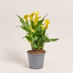 Зображення товару Зантедескія мікс, артикул: 34092