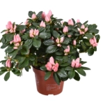 Зображення товару Азалія Тесла, артикул: 57153