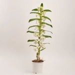 Зображення товару Дендробіум Аполлон 1ст., артикул: 18421