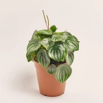 Зображення товару Пеперомія Аргірея, артикул: 52379