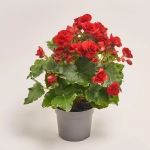 Зображення товару Бегонія мікс, артикул: 1205
