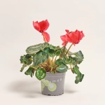 Зображення товару Цикламен Хеліос Кьорлі, артикул: 23624