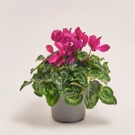 Зображення товару Цикламен Макарон мікс, артикул: 53272