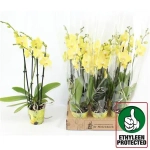 Зображення товару Фаленопсис "Савона" 4ст., артикул: 55541