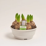 Зображення товару Гіацинт мікс, артикул: 53274