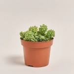 Зображення товару Сукулент мікс, артикул: 2084