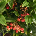 Зображення товару Ардізія Крената, артикул: 12626