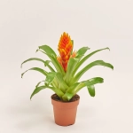 Зображення товару Врієзія Інтенсо Епрікот, артикул: 52204