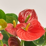 Зображення товару Антуріум Сексес Ред, артикул: 54151