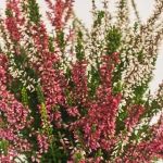 Зображення товару Калуна біколор, артикул: 52694