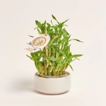 Зображення товару Бамбук Лакі в кераміці, артикул: 46491