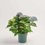 Зображення товару Гортензія Революшн блакитна 5ст., артикул: 57428