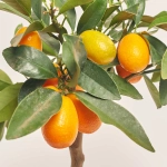 Зображення товару Цитрофортунелла Маргаріта Кумкват, артикул: 56278