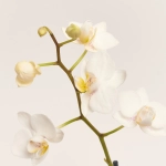 Зображення товару Фаленопсис міні 1ст. в кер., артикул: 50231