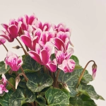 Зображення товару Цикламен Супер Фуджі, артикул: 45670